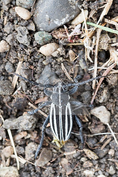 Dorcadion scopolii, Romania, imago stock-image by Agami/Ralph Martin,