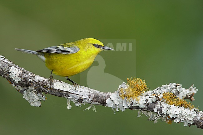 Adult male Blue-winged Warbler, Vermivora cyanoptera
Galveston Co., Texas
April 2017 stock-image by Agami/Brian E Small,