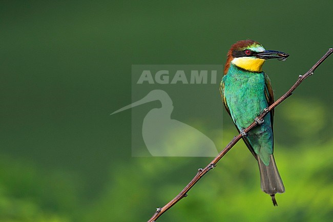 European Bee-eater - Bienenfresser - Merops apiaster, Germany, adult stock-image by Agami/Ralph Martin,