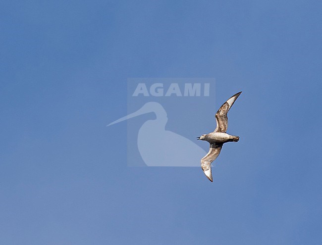 Kermadec petrel (Pterodroma neglecta) flying over Kauai island, Hawaii, United States. A polymorphic of gadfly petrel. stock-image by Agami/Pete Morris,