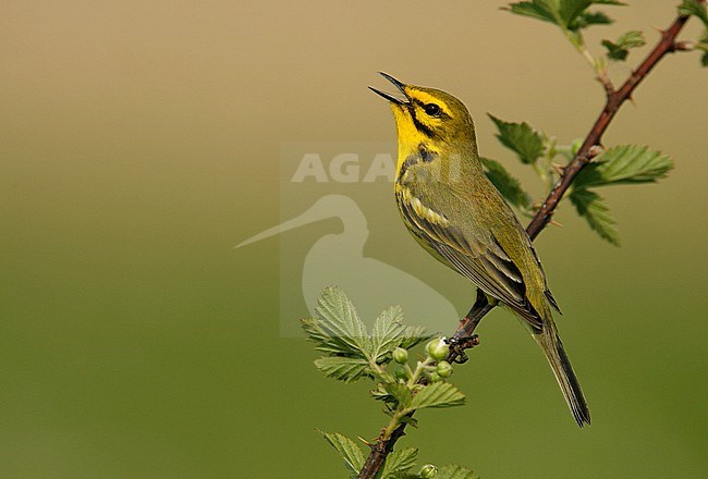 Zingend mannetje Prairie zanger, Singing male Prairie Warbler stock-image by Agami/Brian E Small,