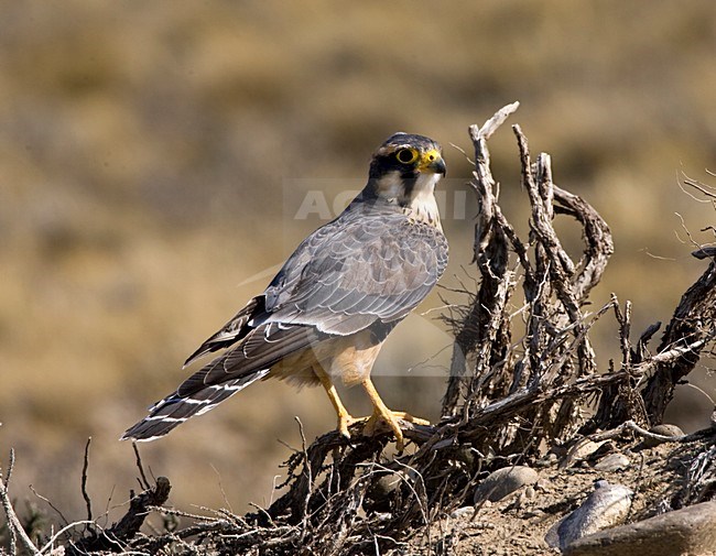 Aplomadovalk zittend in lage struikjes; Aplomado Falcon perched in low scrub stock-image by Agami/Marc Guyt,