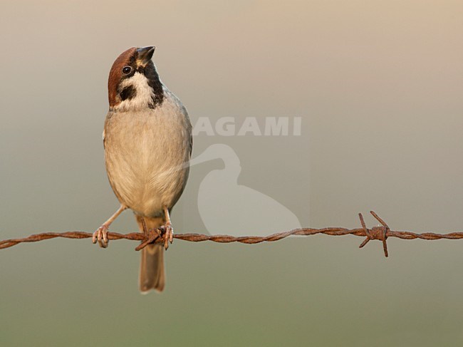 Ringmus zittend op prikkeldraad, Tree Sparrow perched on barbed wire stock-image by Agami/Wil Leurs,
