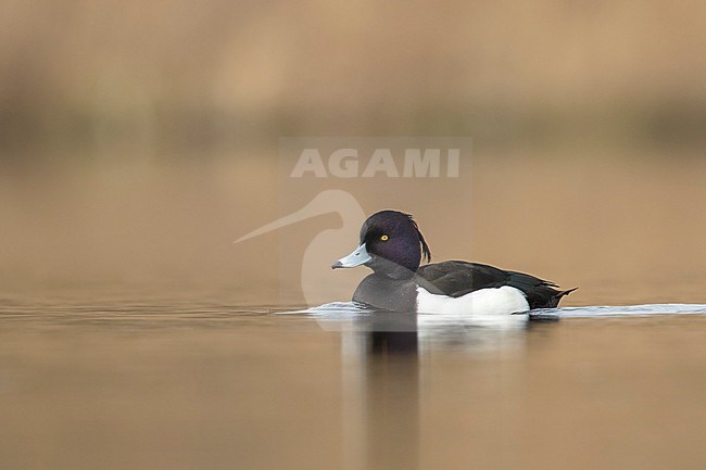 kuifeend man op het water; Tufted duck male; stock-image by Agami/Walter Soestbergen,