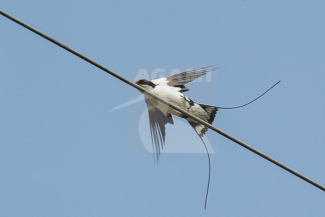 Wire-tailed Swallow (Hirundo smithii), a bird taking off from wires in Khajuraho, India stock-image by Agami/Helge Sorensen,