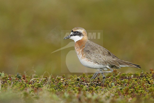 Adult male Lesser Sand Plover (Charadrius mongolus stegmanni) in summer plumage on the arctic tundra on Seward Peninsula, Alaska, USA. stock-image by Agami/Brian E Small,