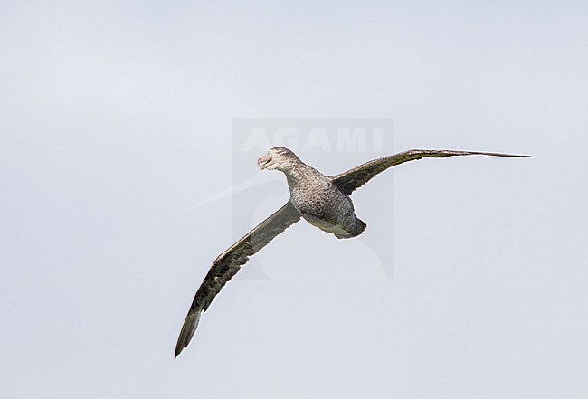 Northern Giant Petrel (Macronectes halli) in flight over Enderby Island, part of the Auckland Islands, New Zealand. Calling during flight. stock-image by Agami/Marc Guyt,