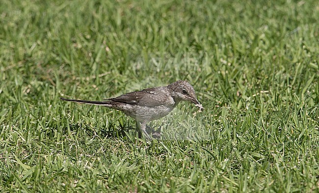 Side view of a immature Masked Shrike (Lanius nubicus) eating a small butterfly on the ground. Israel stock-image by Agami/Markku Rantala,