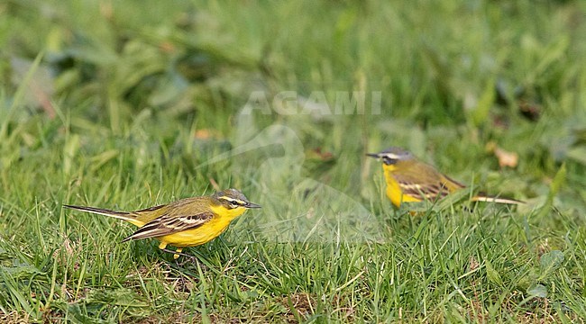 Adult male Channel wagtail (flava x flavissima intergrade) standing in a meadow near Deventer in the Netherlands. stock-image by Agami/Edwin Winkel,