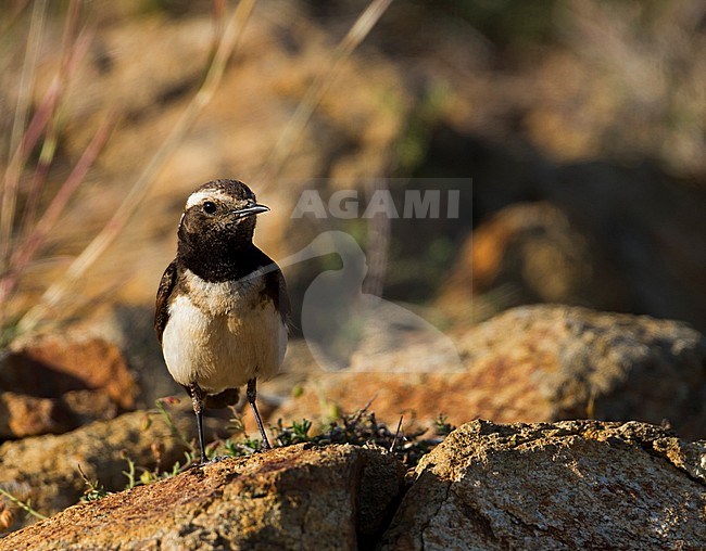 Cyprus Wheatear - Zypernsteinschmätzer - Oenanthe cypriaca, Cyprus, adult female stock-image by Agami/Ralph Martin,