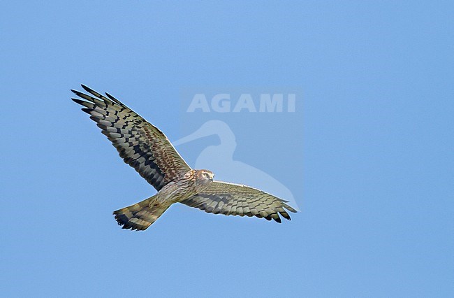 Adult female Montagu's Harrier (Circus pygargus) in flight in Germany. stock-image by Agami/Ralph Martin,