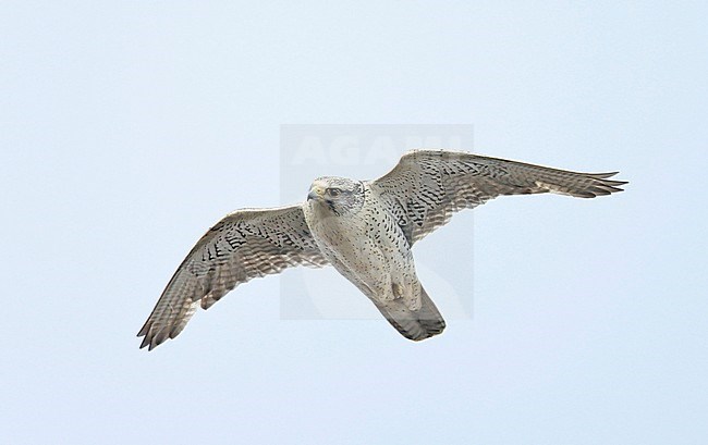Gyrfalcon (Falco rusticolus) adult male stock-image by Agami/Dick Forsman,