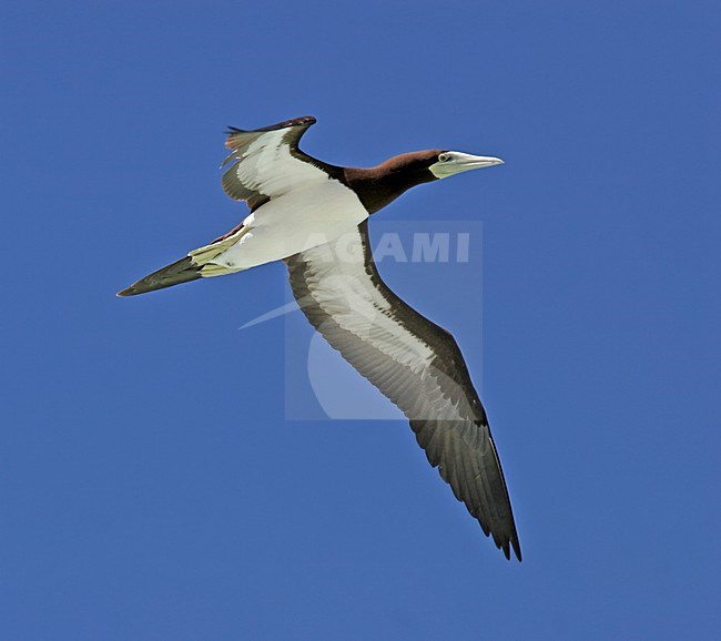 Bruine Gent, Brown Booby, Sula leucogaster stock-image by Agami/Pete Morris,