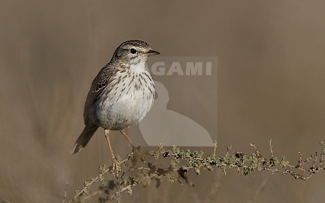 Berthelot's Pipit (Anthus berthelotii berthelotii) perched in a bush at La Oliva, Fuerteventura, Canary Islands stock-image by Agami/Helge Sorensen,