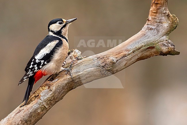 Great Spotted Woodpecker (Dendrocopos major) stock-image by Agami/Daniele Occhiato,