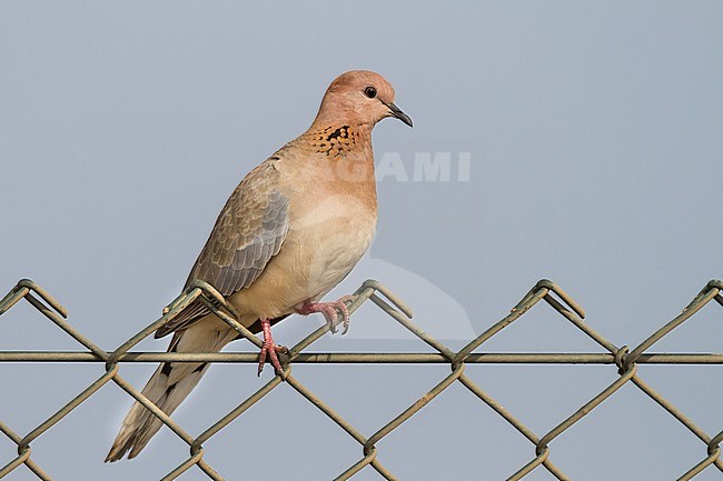 Laughing Dove - Palmtaube - Streptopelia senegalensis ssp. cambayensis, Turkey, adult stock-image by Agami/Ralph Martin,