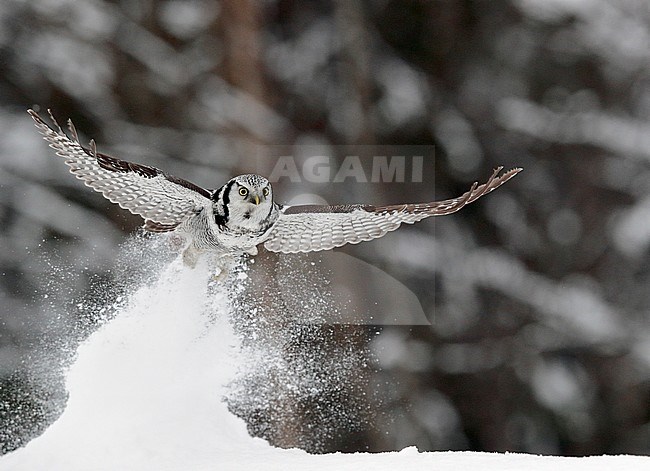 Hawk Owl (Surnia ulula) Kuusamo Finland February 2016 stock-image by Agami/Markus Varesvuo,