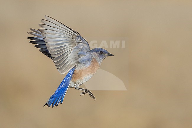 Adult male
Santa Barbara Co., CA
November 2022 stock-image by Agami/Brian E Small,