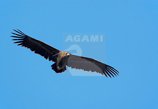 Monniksgier in vlucht; Cinereus Vulture in flight stock-image by Agami/Markus Varesvuo,