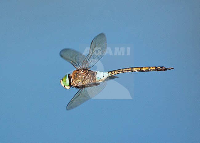 Zuidelijke Keizerlibel, Anax parthenope, Lesser Emperor stock-image by Agami/Marc Guyt,