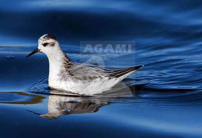 Rosse Franjepoot; Grey Phalarope; Phalaropus fulicarius stock-image by Agami/Hugh Harrop,