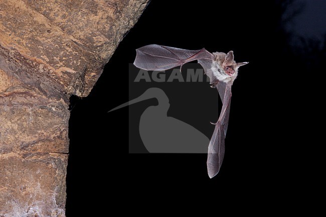 Foeragerende Bechsteins vleermuis, Hunting Bechstein's bat stock-image by Agami/Theo Douma,