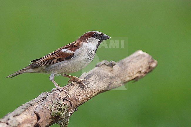 Adult male breeding
Harris Co., TX
April 2006 stock-image by Agami/Brian E Small,