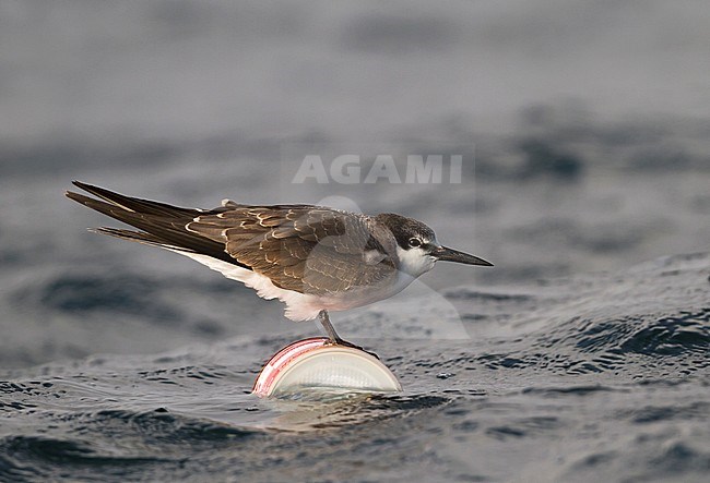Bridled Tern - Zügelseeschwalbe - Onychoprion anaethetus ssp. antarcticus, Oman, 1st cy. stock-image by Agami/Ralph Martin,