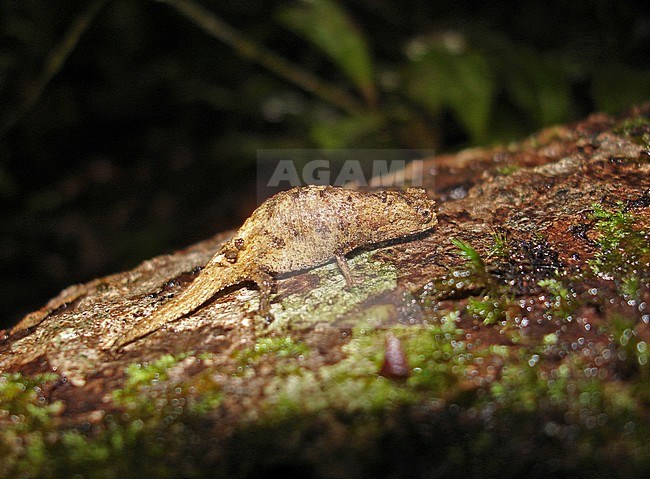 Peyrieras's pygmy chameleon (Brookesia peyrierasi) standing on a tree log. An endemic diminutive chameleon from north-eastern Madagascar. stock-image by Agami/Pete Morris,