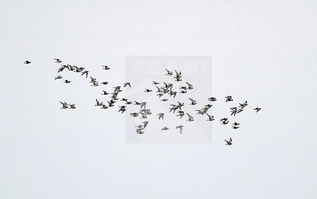 Grey Plover (Pluvialis squatarola), flock in flight at Pak Thale, Thailand. stock-image by Agami/Helge Sorensen,