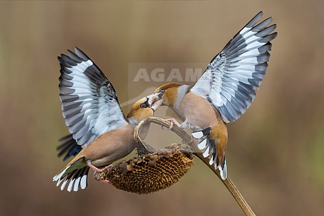 Vechtende Appelvinken; Hawfinches fighting stock-image by Agami/Daniele Occhiato,