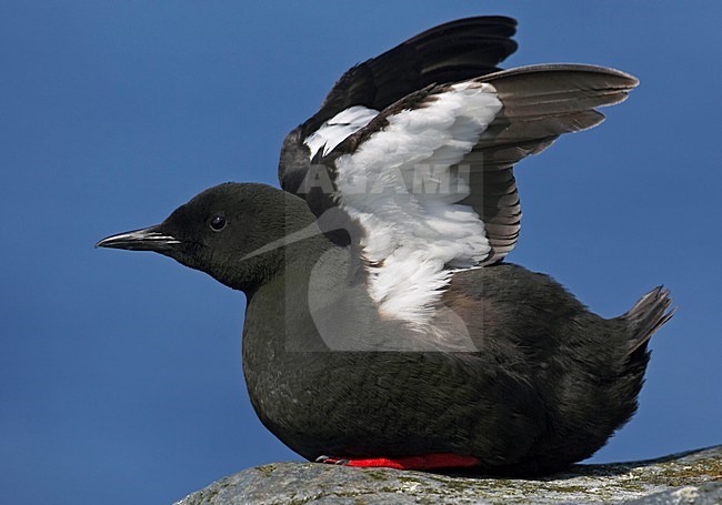 Black Guillemot adult summer plumage wings raised; Zwarte Zeekoet volwassen zomerkleed met opgeheven vleugels stock-image by Agami/Markus Varesvuo,