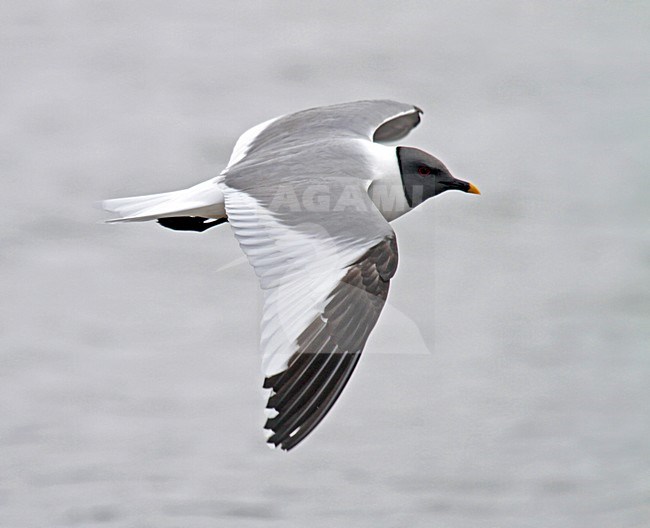 Vorkstaartmeeuw adult in vlucht; Sabines Gull adult in flight stock-image by Agami/Pete Morris,