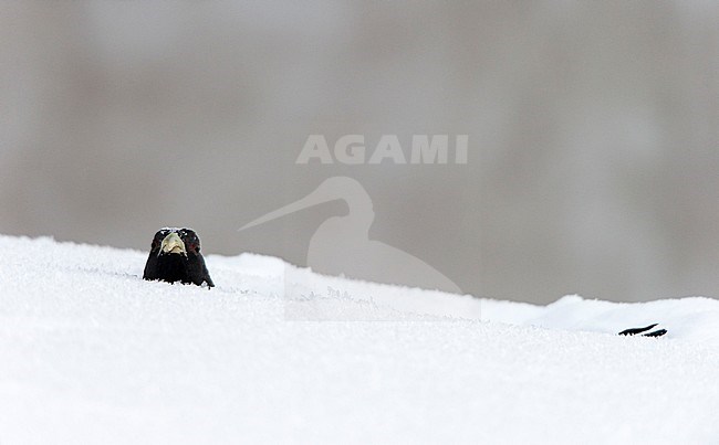 Auerhoen, Western Capercaillie stock-image by Agami/Jari Peltomäki,