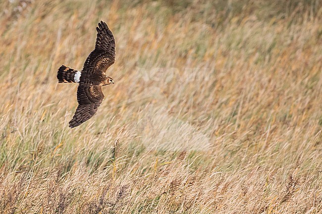First-winter Hen Harrier (Circus cyaneus) flying over a rural field in Germany (Niedersachsen). stock-image by Agami/Ralph Martin,
