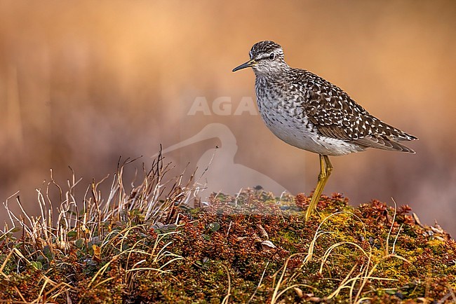 Wood Sandpiper (Tringa glareola) in tundra of Norway. stock-image by Agami/Daniele Occhiato,