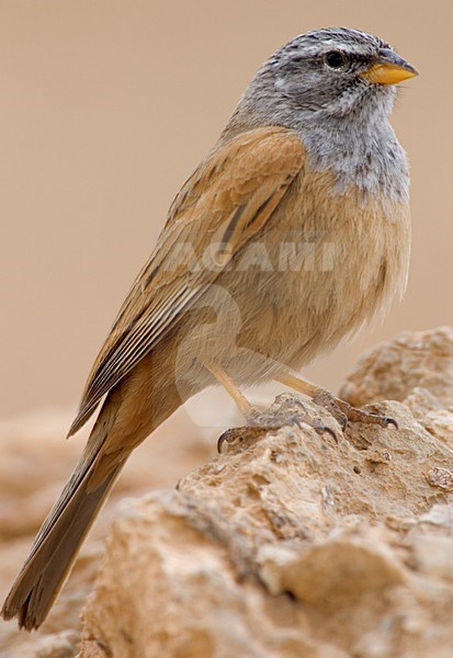 Huisgors zittend op de grond; House Bunting perched on the ground stock-image by Agami/Daniele Occhiato,