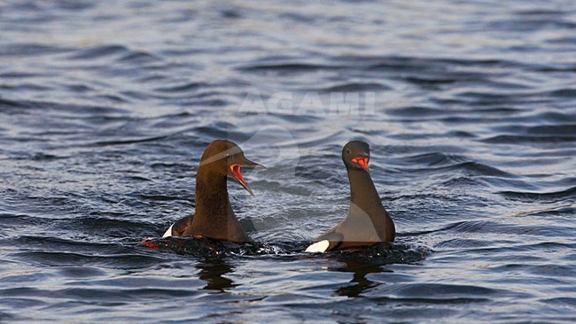 Zwarte Zeekoet paartje zwemmend in zee en roepend; Black Guillemot pair swimming in sea and calling stock-image by Agami/Jari Peltomäki,