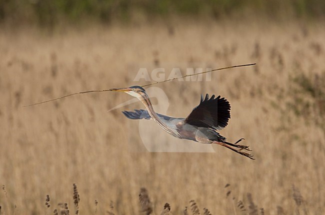 Purperreiger vliegend boven broedplaats; Purple Heron flying above nesting site stock-image by Agami/Arie Ouwerkerk,