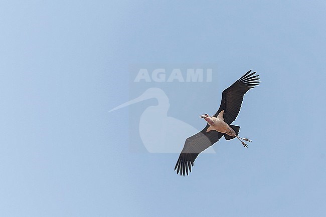 Marabou stork (Leptoptilos crumenifer) in flight in South Africa. stock-image by Agami/Marc Guyt,