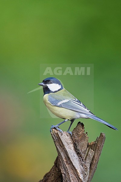 Koolmees op stok Nederland, Great Tit at stick Netherlands stock-image by Agami/Wil Leurs,