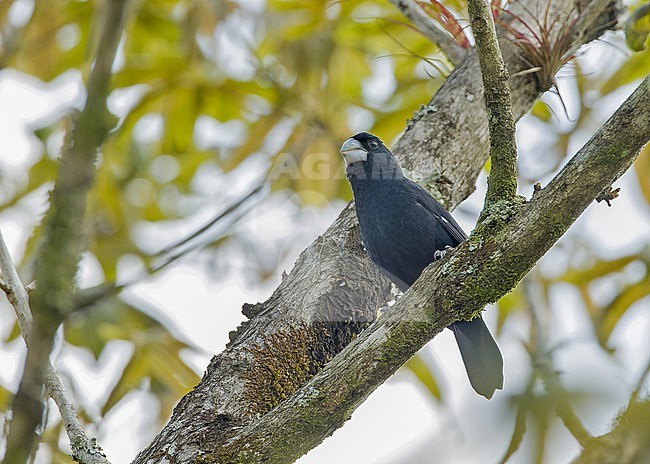 Large-billed Seed Finch (Sporophila crassirostris) in Colombia. stock-image by Agami/Pete Morris,