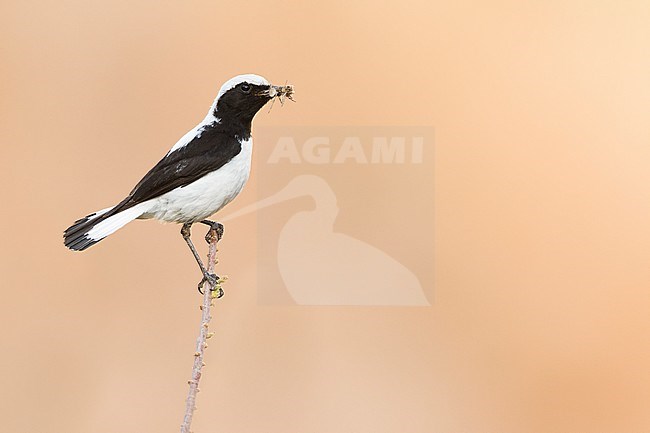 Finsch's Wheatear (Oenanthe finschii barnesi) Tajikistan, adult male perched on a branch with food stock-image by Agami/Ralph Martin,