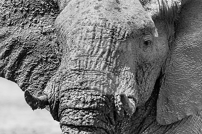 African Elephant (Loxodonta africana) portrait stock-image by Agami/Caroline Piek,