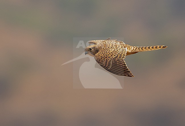 Alexander's Kestrel is a subspecies of Common Kestrel (Falco tinnunculus alexandri). Although it is sometimes considered a full species (Falco alexandri). It inhabits the southern and eastern islands of Cape Verde. stock-image by Agami/Eduard Sangster,