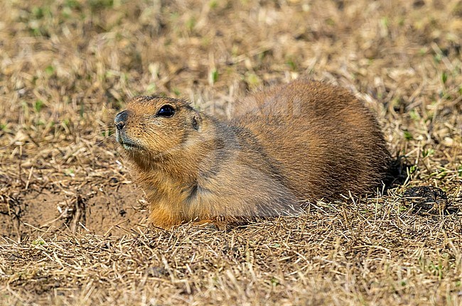 Yellow Souslik (Spermophilus fulvus) sitting on the steppe ground in Kazakh Steppe of Western Kazakhstan. stock-image by Agami/Vincent Legrand,