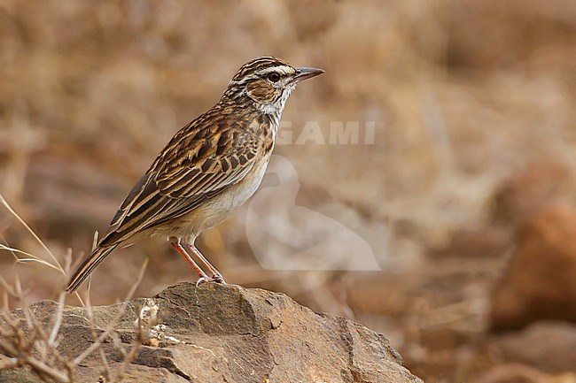 Sabota lark (Calendulauda sabota) perched on a rock. stock-image by Agami/Dubi Shapiro,