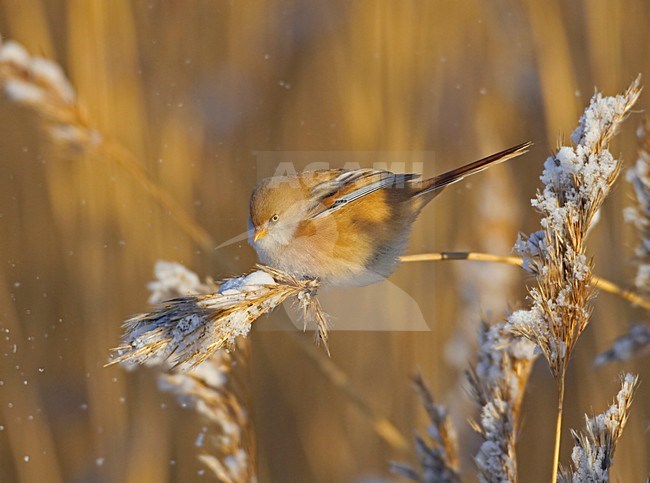 Baardman fouragerend op het riet; Bearded Tit feeding on reed stock-image by Agami/Markus Varesvuo,