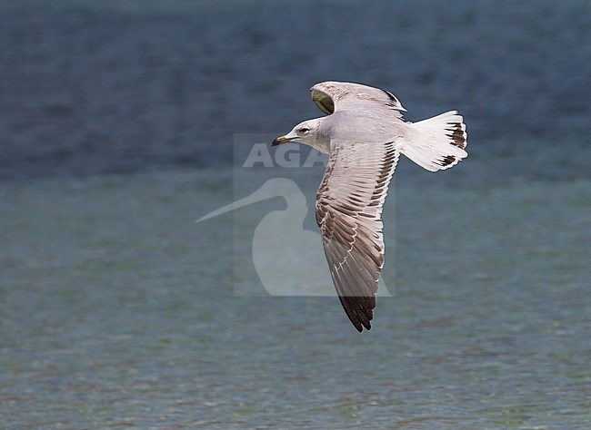 First-summer Audouin's Gull (Ichthyaetus audouinii) in flight over the sea in Spain. stock-image by Agami/Pete Morris,
