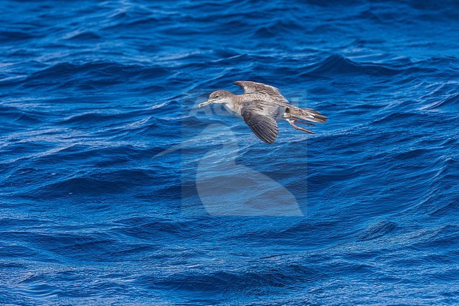 Cape Verde Shearwater (Calonectris edwardsii) flying off Sao Nicolau, Cape Verde. stock-image by Agami/Vincent Legrand,